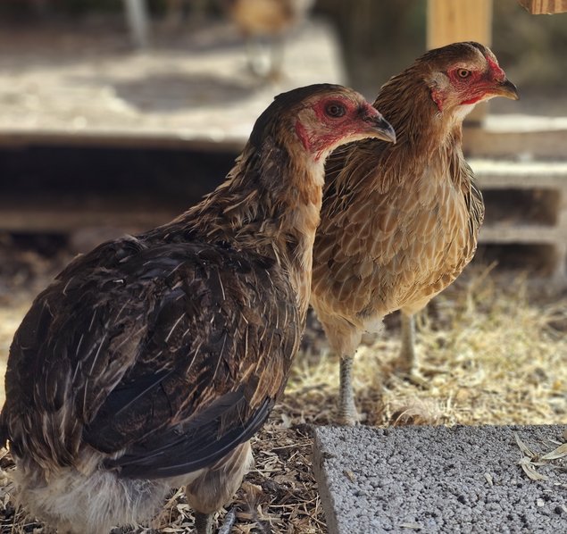 Oeufs à couver de poules Araucana saumon doré / saumon doré bleu