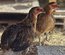 Oeufs à couver de poules Araucana saumon doré / saumon doré bleu