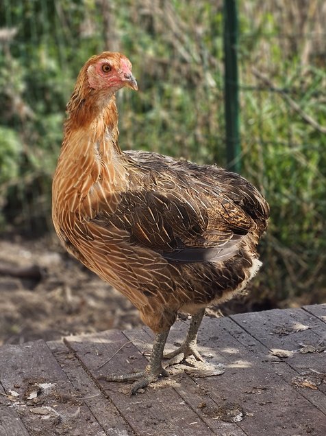 Oeufs à couver de poules Araucana saumon doré / saumon doré bleu