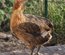 Oeufs à couver de poules Araucana saumon doré / saumon doré bleu