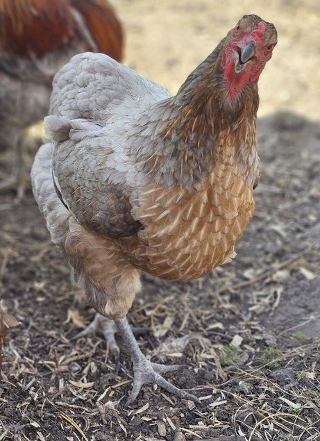 Oeufs à couver de poules Araucana saumon doré / saumon doré bleu