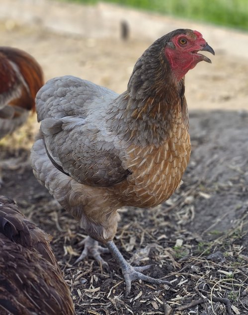 Oeufs à couver de poules Araucana saumon doré / saumon doré bleu