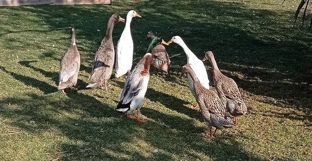 Oeufs de canards coureurs indiens dont certains huppés (canards de Bali)