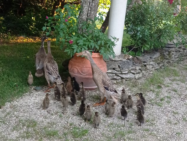 Oeufs de canards coureurs indiens dont certains huppés (canards de Bali)