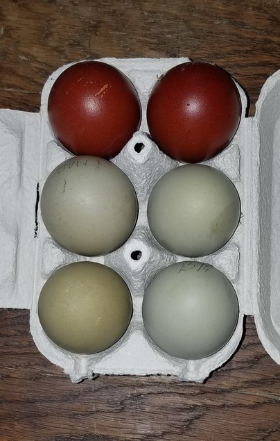 Olive Egger F2