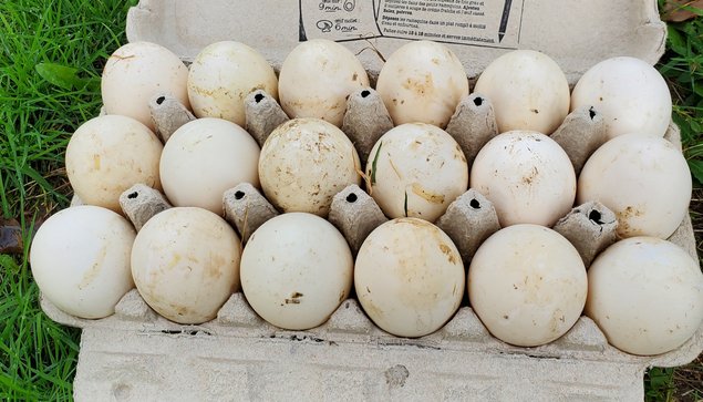 Oeufs de canes Pekin allemandes à couver