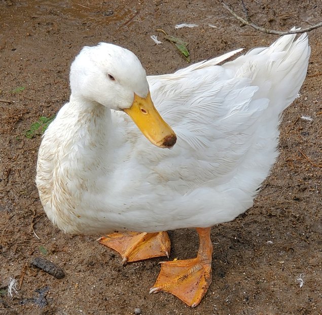 Oeufs de canes Pekin allemandes à couver