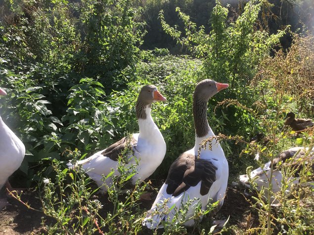 Œufs fécondés oies flamandes. TRÈS RARE