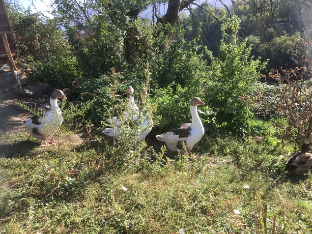 Œufs fécondés oies flamandes. TRÈS RARE