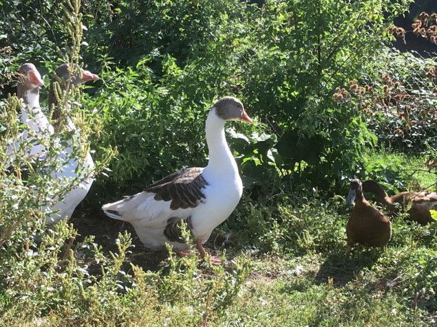 Œufs fécondés oies flamandes. TRÈS RARE