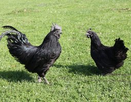 Ayam Cemani