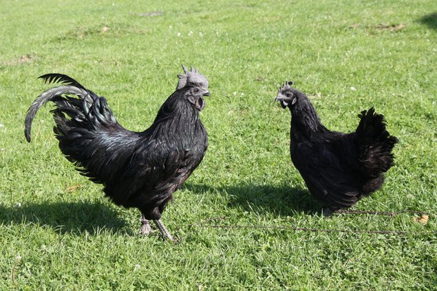 Ayam Cemani