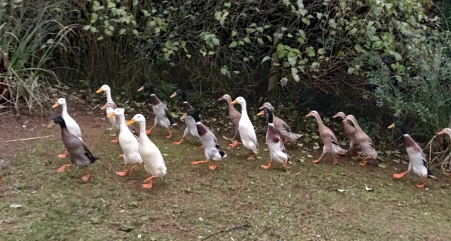 Oeufs de canards coureurs indiens dont certains huppés (canards de Bali)