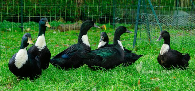 Canard de Duclair