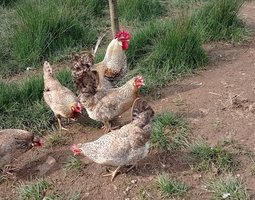 Cream Legbar (poule aux oeufs bleus)