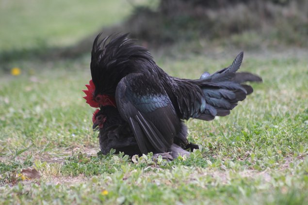 Oeufs à couver Sabelpoot bleu liseré et noir