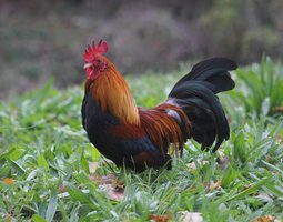 Oeufs à couver de poules Pictave perdrix doré