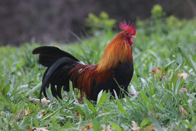 Oeufs à couver de poules Pictave perdrix doré