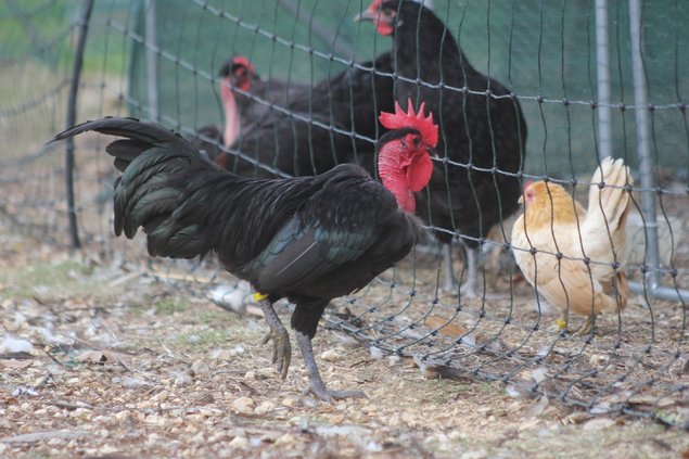 Oeufs à couver de poules Cou Nu naines noir et bleu liseré