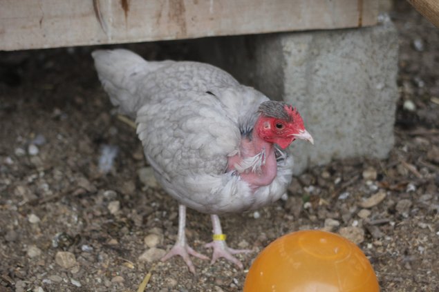 Oeufs à couver de poules Cou Nu naines noir et bleu liseré