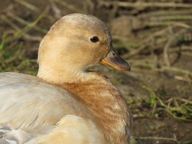 Canard Mignon bleu fauve