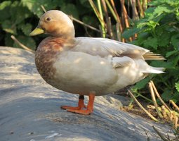 Canard Mignon bleu fauve