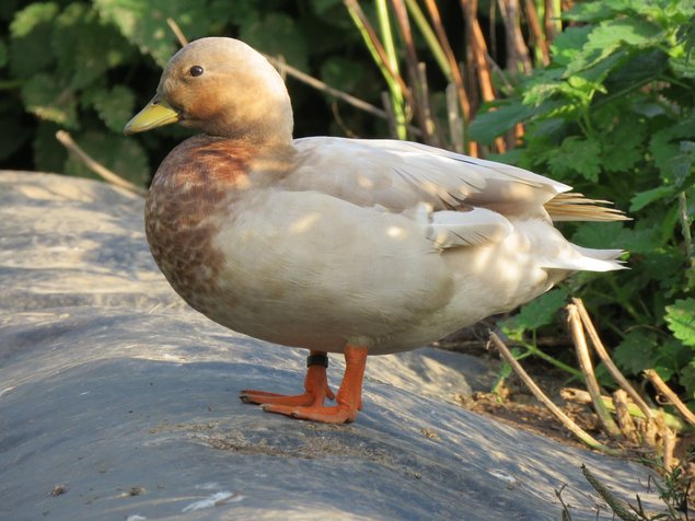 Canard Mignon bleu fauve