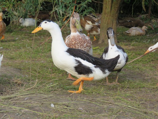 Canard Pie Brun et Noir (Magpie)