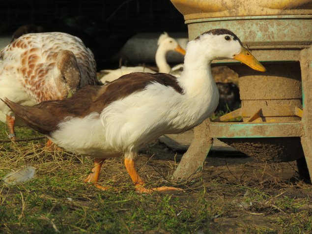 Canard Pie Brun et Noir (Magpie)