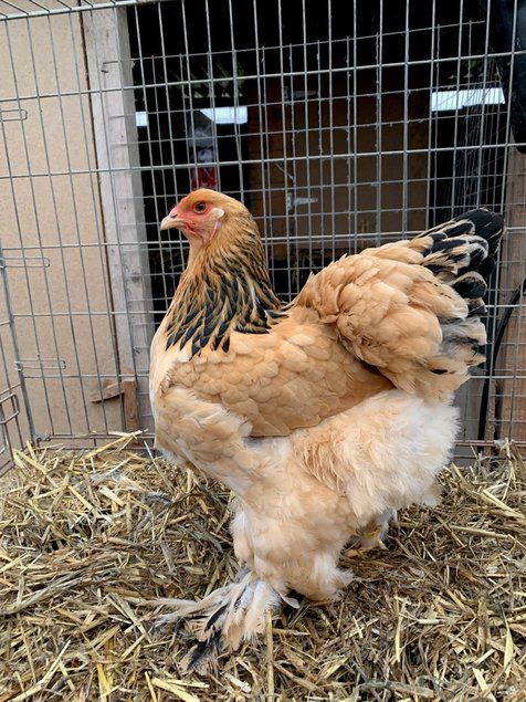 Œufs féconder Brahma fauve hermine noir et bleu