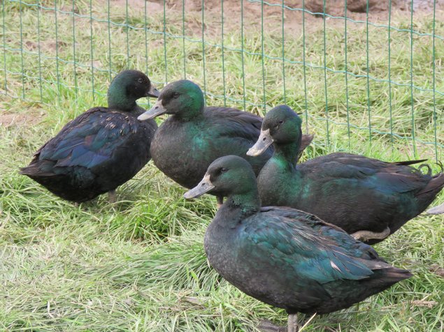 Canard émeraude