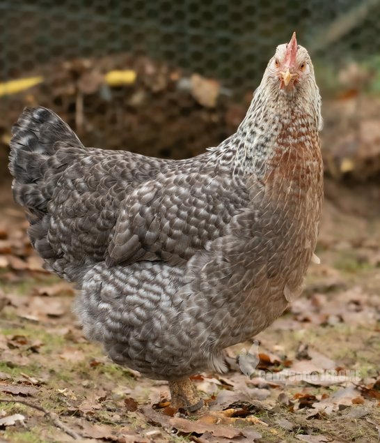 Poule de Bielefeld saumon coucou argenté (Bielefelder)