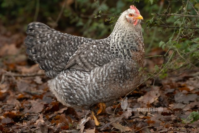 Poule de Bielefeld saumon coucou argenté (Bielefelder)