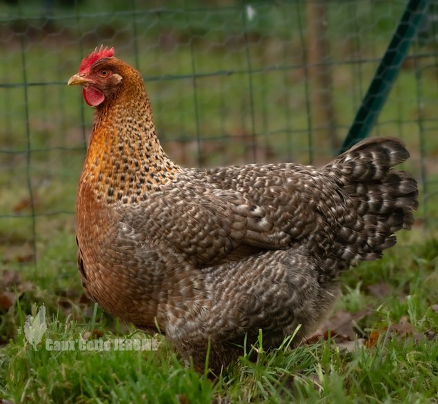 Poule de Bielefeld saumon coucou doré rouillé (Bielefelder)