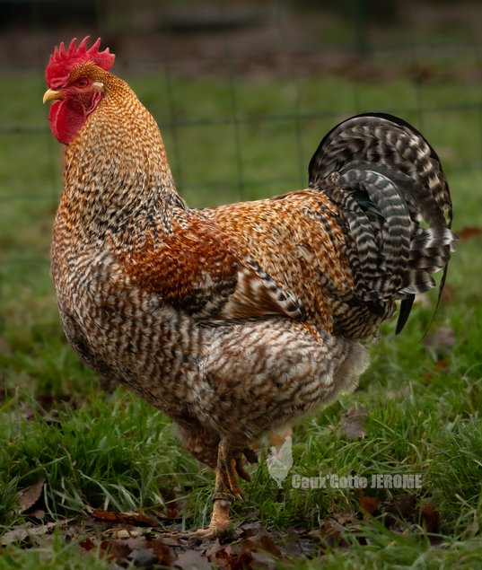 Poule de Bielefeld saumon coucou doré rouillé (Bielefelder)