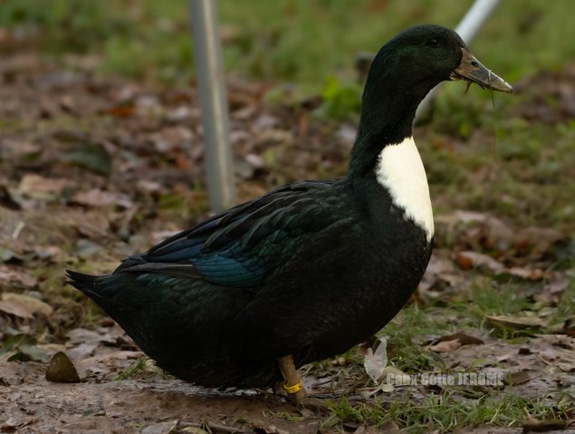 Canard de Duclair