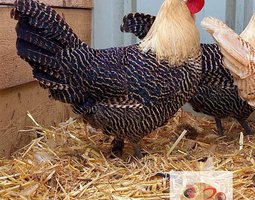 🥚ADD3C Braekel citronnée et dorée ADD3C 🥚