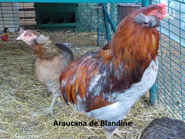 Araucana à toupets saumon doré pure race "BIO"