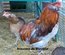 Araucana à toupets saumon doré pure race "BIO"