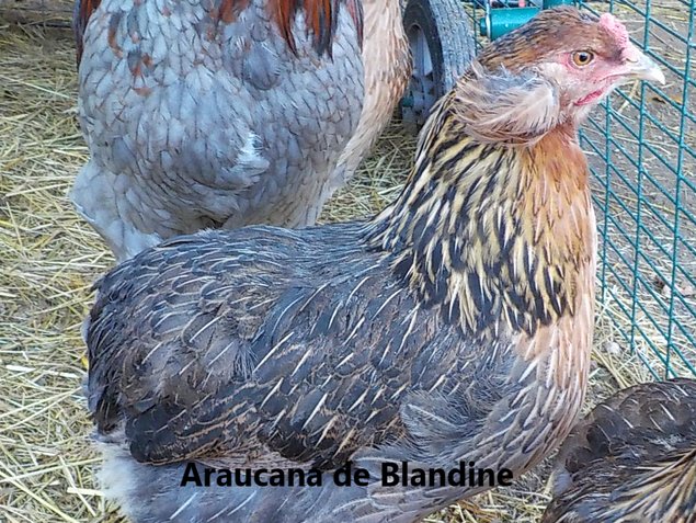 Araucana à toupets saumon doré pure race "BIO"