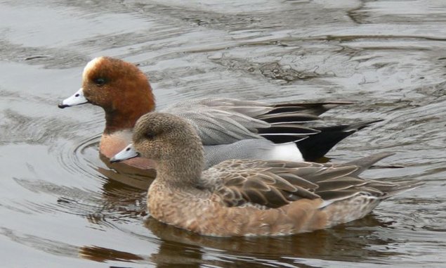 Oeufs de canard siffleur fécondés