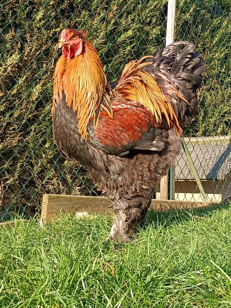 Oeufs parc BRAHMA GRANDE RACE perdrix doré et perdrix doré bleu