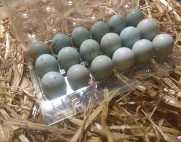 🥚Boîte X18 oeufs cailles Céladon ( œufs bleu)