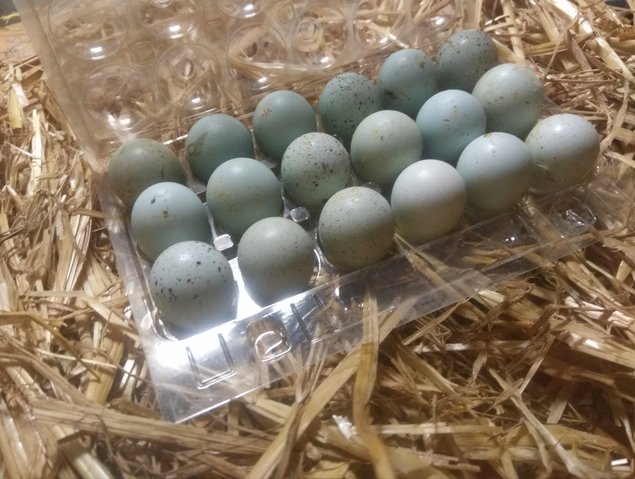 🥚Boîte X18 oeufs cailles Céladon ( œufs bleu)