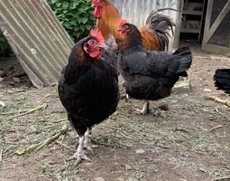 [LPA] Marans