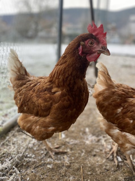 Oeuf de poule rousse bio