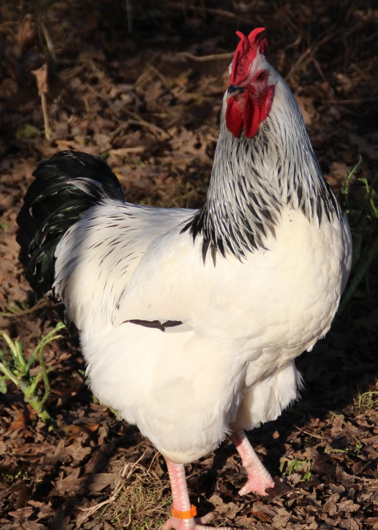 Sussex blanche hermine - Coco-Eco
