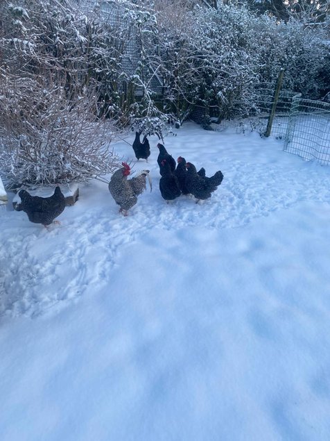 Oeufs fécondés de Coucou de Rennes