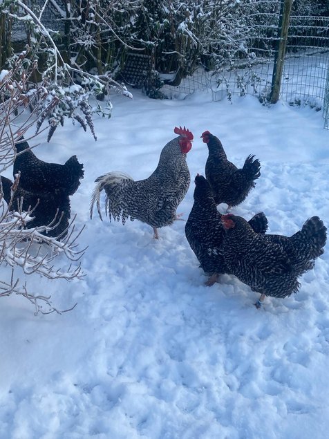 Oeufs fécondés de Coucou de Rennes