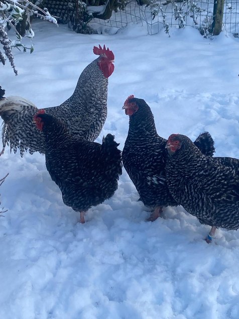 Oeufs fécondés de Coucou de Rennes